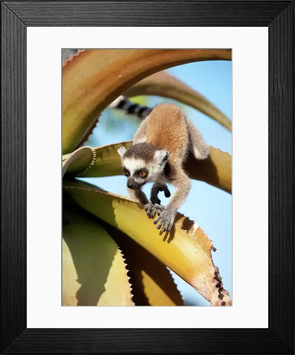 Framed Print : Infant Ring-Tailed lemur (Lemur catta) climbing on Aloe in spiny forest Framed Print : Infant Ring-Tailed lemur (Lemur catta) climbing on Aloe in spiny forest