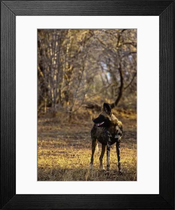 Framed Print : Wild Dog (Lycaon pictus). Hluhluwe iMfolozi Park Framed Print : Wild Dog (Lycaon pictus). Hluhluwe iMfolozi Park
