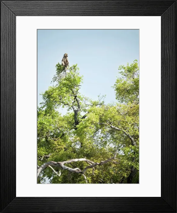 Framed Print : Yellow baboon (Papio cynocephalus) acting as look out for the troop from a tree top Framed Print : Yellow baboon (Papio cynocephalus) acting as look out for the troop from a tree top