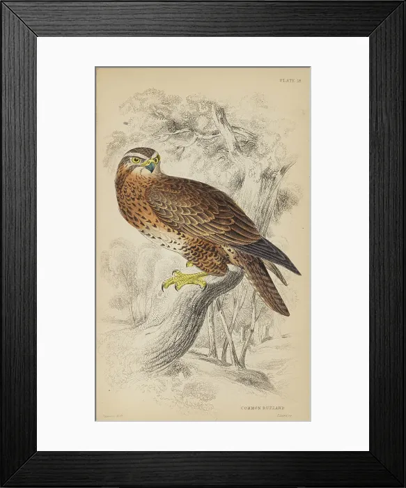 Framed Print : 1835 Antique Art Biology Bird Birds Classification