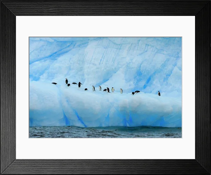 Framed Print : Chinstrap (Pygoscelis antarcticus) and Adelie (Pygoscelis adeliae) penguins on blue iceberg, Antarctic Sound, Antarctica Framed Print : Chinstrap (Pygoscelis antarcticus) and Adelie (Pygoscelis adeliae) penguins on blue iceberg, Antarctic Sound, Antarctica