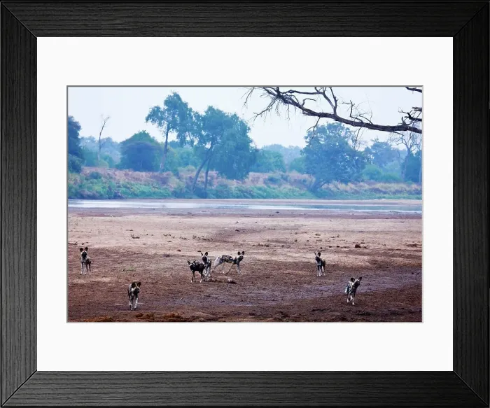 Framed Print : Wild Dog (Lycaon pictus). Northern Tuli Game Reserve Framed Print : Wild Dog (Lycaon pictus). Northern Tuli Game Reserve