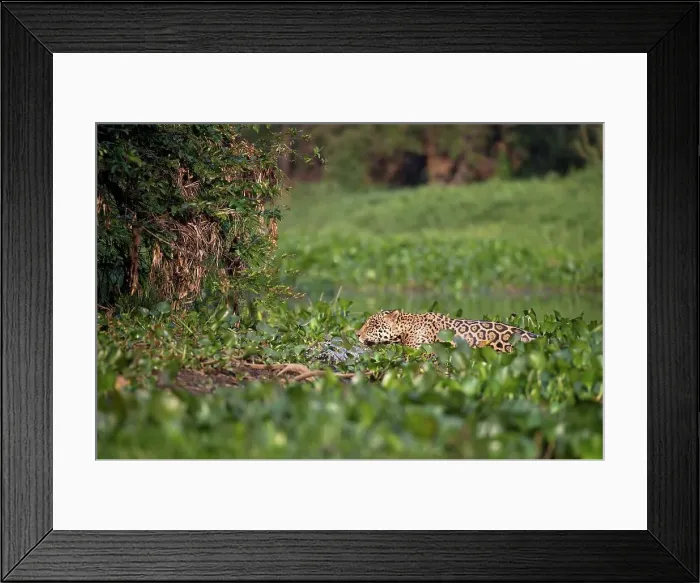 Framed Print : Male jaguar (Panthera onca palustris) emerging from Water Hyacinth (Eichhornia sp)