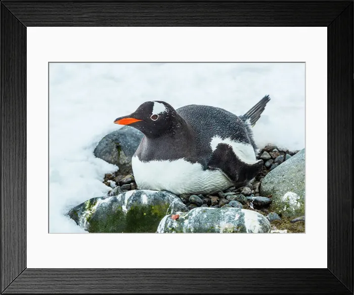 Framed Print : Antarctica Climate Change Gentoo Penguin Global Warming Framed Print : Antarctica Climate Change Gentoo Penguin Global Warming