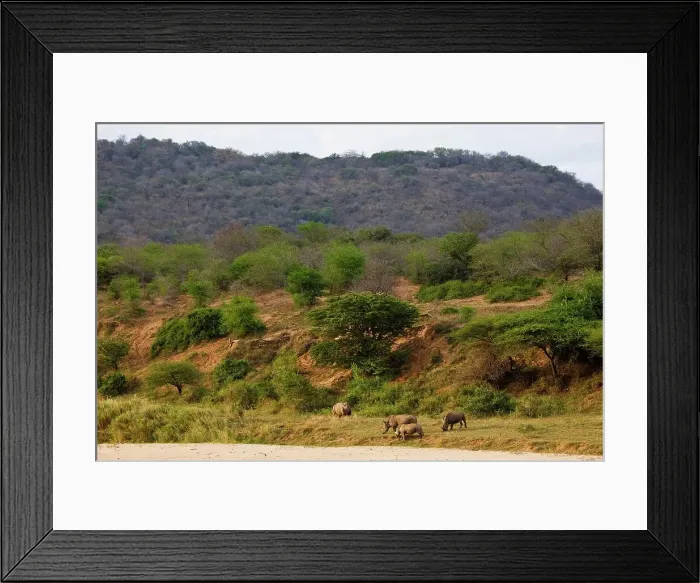 Framed Print : White Rhinoceros or Square-lipped Rhinoceros (Ceratotherium simum)