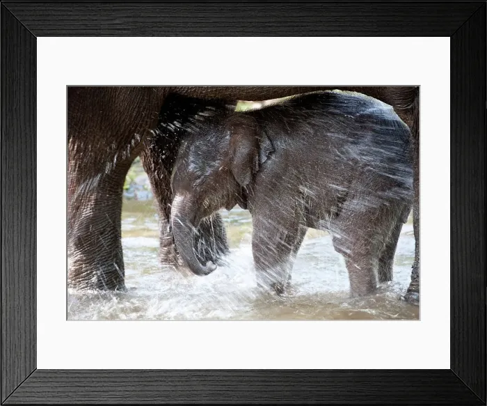 Framed Print : Indian elephant (Elephas maximus) bathing with mother Framed Print : Indian elephant (Elephas maximus) bathing with mother