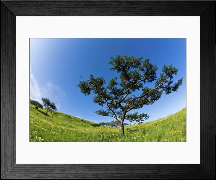 Framed Print : Paperbark Acacia (Acacia sieberans). Umgeni Valley Nature Reserve. KwaZulu Natal Midlands. South Africa Framed Print : Paperbark Acacia (Acacia sieberans). Umgeni Valley Nature Reserve. KwaZulu Natal Midlands. South Africa