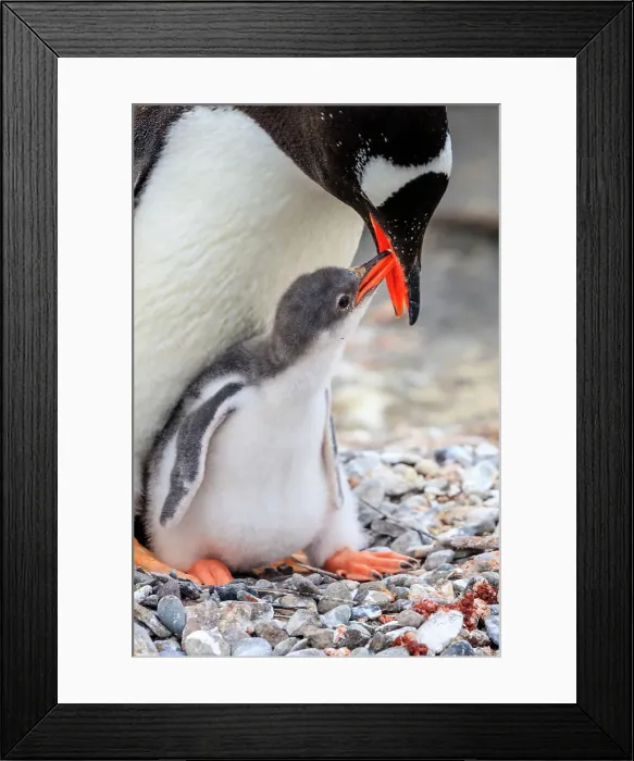 Framed Print : Adventure Adventure Travel Aitcho Island Aitcho Islands Framed Print : Adventure Adventure Travel Aitcho Island Aitcho Islands