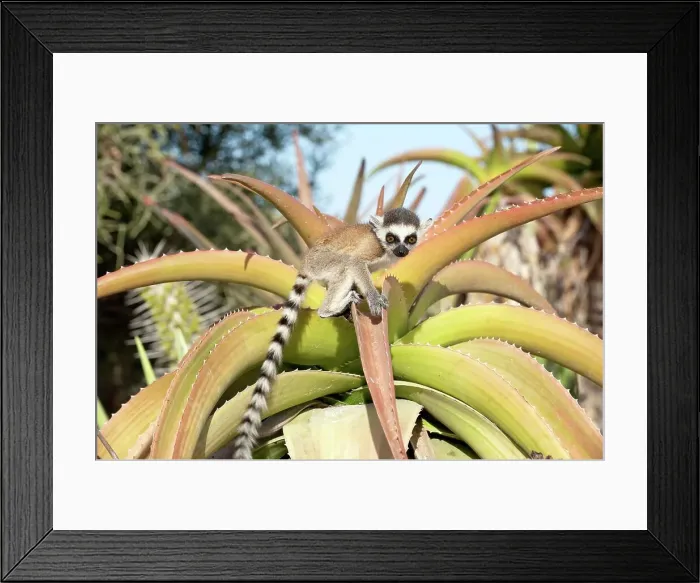 Framed Print : Infant Ring-Tailed lemur (Lemur catta) climbing on Aloe in spiny forest Framed Print : Infant Ring-Tailed lemur (Lemur catta) climbing on Aloe in spiny forest