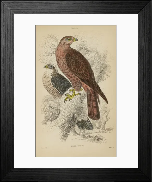 Framed Print : 1835 Antique Art Biology Bird Birds Classification Framed Print : 1835 Antique Art Biology Bird Birds Classification