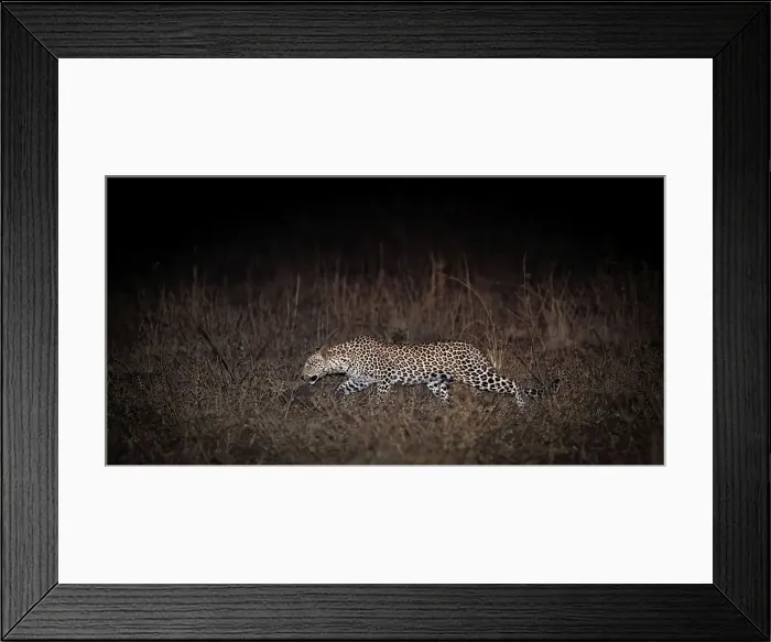Framed Print : Adult female leopard (Panthera pardus) stalking prey after dark along the banks of the Luangwa River Framed Print : Adult female leopard (Panthera pardus) stalking prey after dark along the banks of the Luangwa River