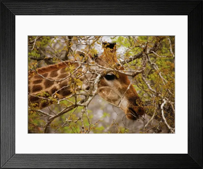 Framed Print : Giraffe Giraffa Camelopardalis} Framed Print : Giraffe Giraffa Camelopardalis}