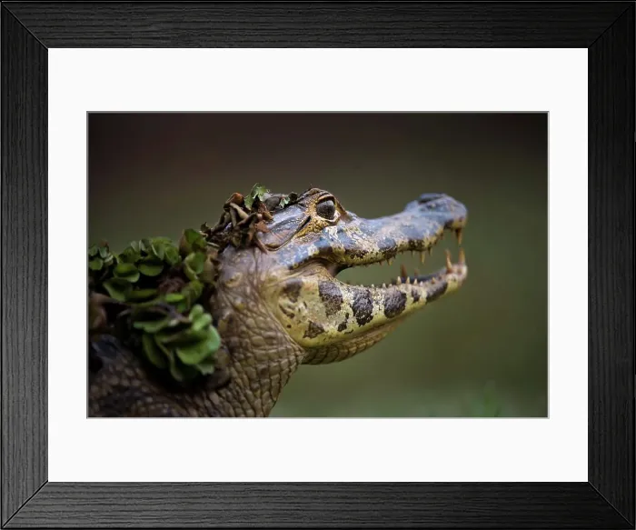 Framed Print : Yacare caiman (Caiman yacare) on the edge of the Piquiri River Framed Print : Yacare caiman (Caiman yacare) on the edge of the Piquiri River