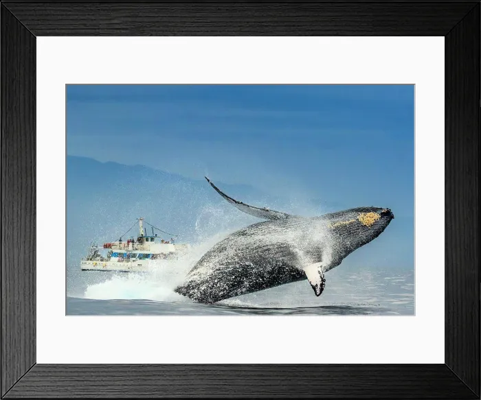 Framed Print : Humpback Whale (Megaptera novaeangliae) breaches in from of whale watching boat, Maui, Hawaii Framed Print : Humpback Whale (Megaptera novaeangliae) breaches in from of whale watching boat, Maui, Hawaii