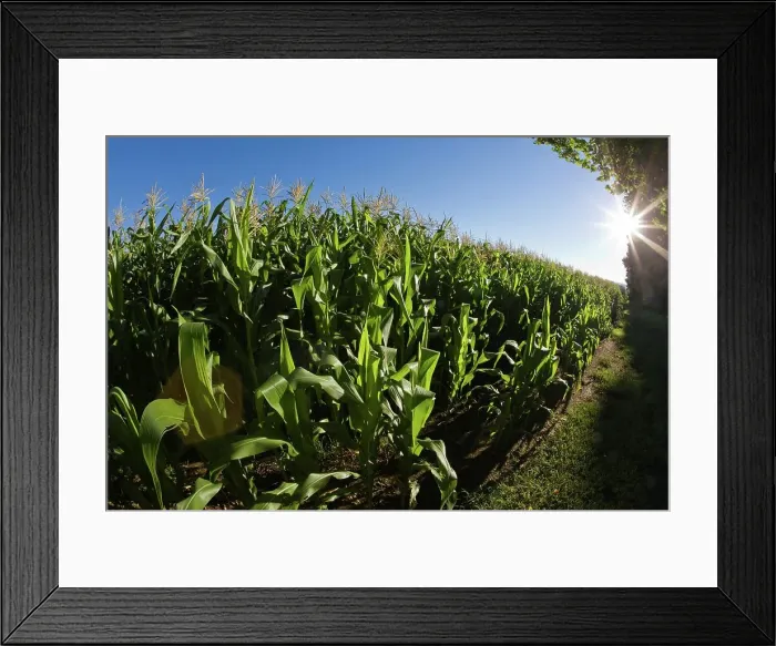 Framed Print : Maize (mielie) fields. Karkloof Framed Print : Maize (mielie) fields. Karkloof