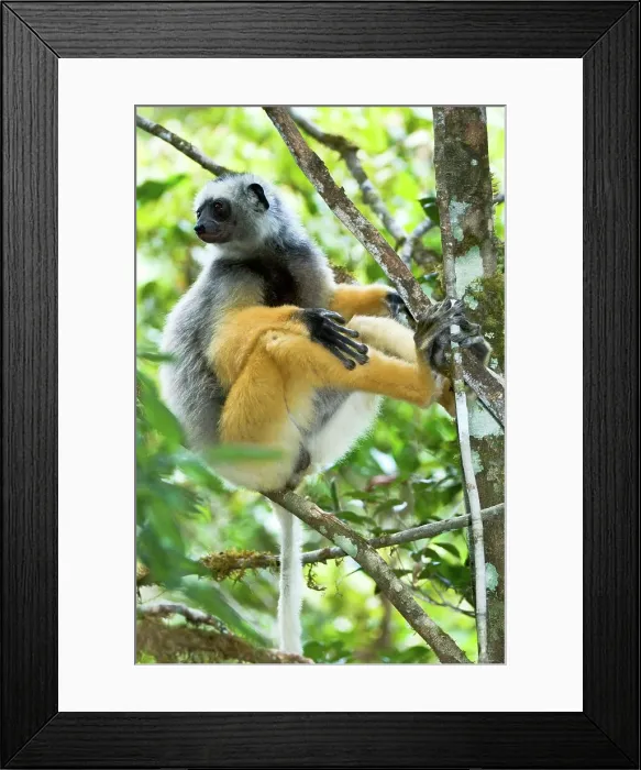 Framed Print : Male Diademed Sifaka (Propithecus diadema) resting in rainforest canopy Framed Print : Male Diademed Sifaka (Propithecus diadema) resting in rainforest canopy