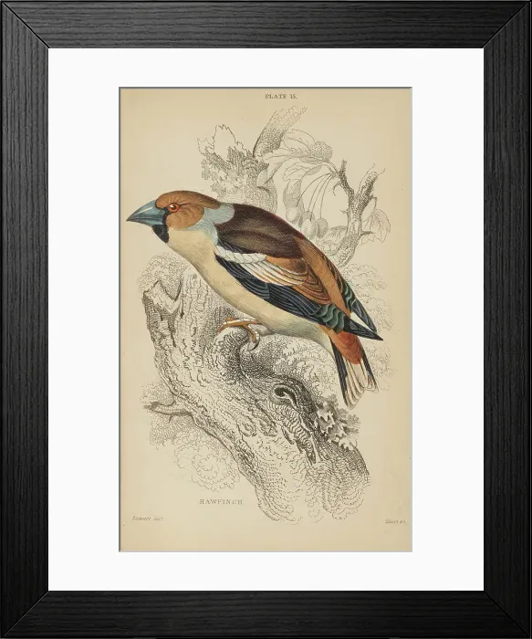 Framed Print : 1835 Antique Art Biology Bird Birds Classification Framed Print : 1835 Antique Art Biology Bird Birds Classification