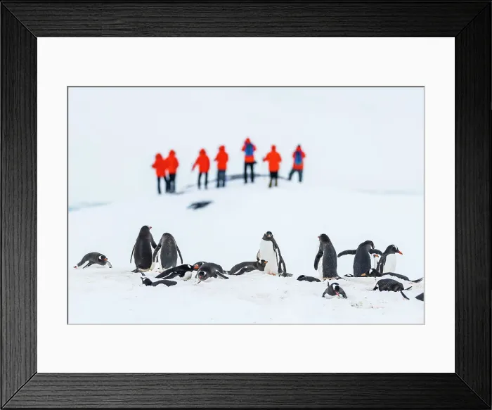 Framed Print : Antarctica Climate Change Gentoo Penguin Global Warming Framed Print : Antarctica Climate Change Gentoo Penguin Global Warming