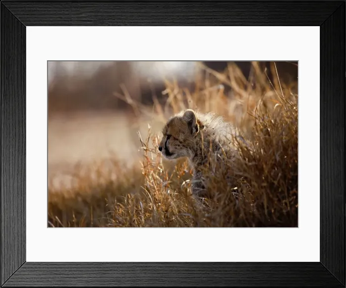 Framed Print : Cheetah (Acinonyx jubatus)). Hoedspruit Conservation Centre Framed Print : Cheetah (Acinonyx jubatus)). Hoedspruit Conservation Centre