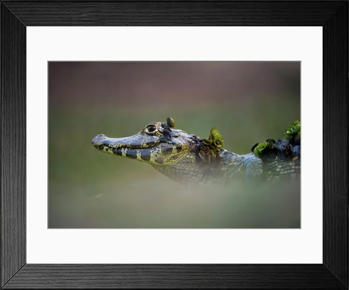 Framed Print : Yacare caiman (Caiman yacare) on the edge of the Piquiri River