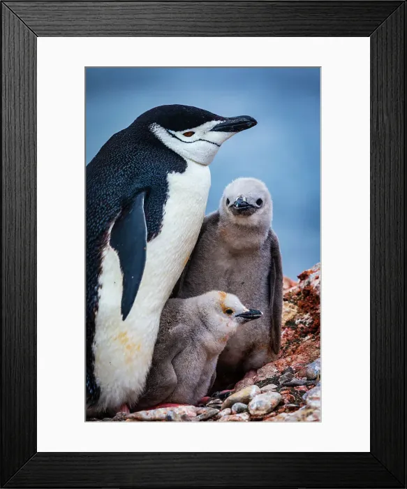 Framed Print : Active Islands Adventure Adventure Travel Aitcho Islands