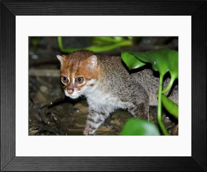 Framed Print : Flat-Headed cat (Felis planiceps) hunting frogs in the river margins at night Framed Print : Flat-Headed cat (Felis planiceps) hunting frogs in the river margins at night