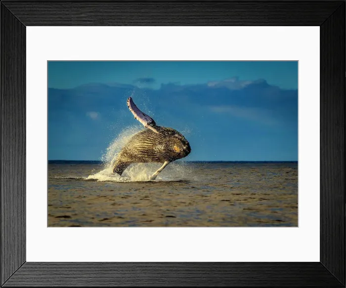 Framed Print : Breaching Humpback Whale (Megaptera novaeangliae) at sunrise, Maui, Hawaii Framed Print : Breaching Humpback Whale (Megaptera novaeangliae) at sunrise, Maui, Hawaii