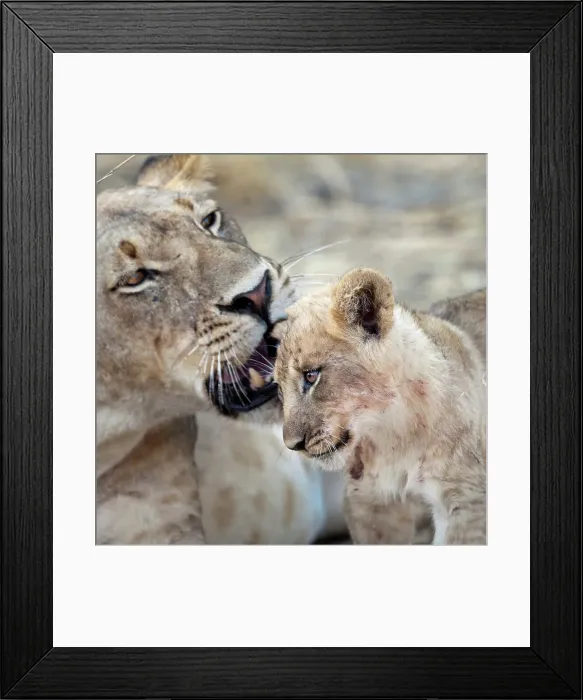 Framed Print : Female African lion (Panthera leo) with cub around 3 months of age Framed Print : Female African lion (Panthera leo) with cub around 3 months of age