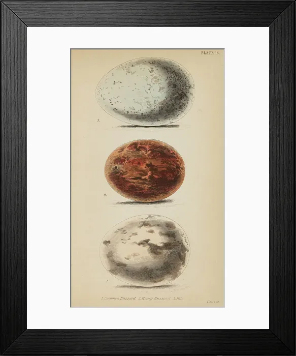 Framed Print : 1835 Antique Art Biology Bird Birds Classification Framed Print : 1835 Antique Art Biology Bird Birds Classification