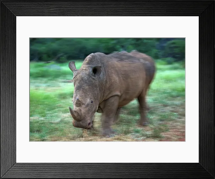 Framed Print : White Rhinoceros or Square-lipped Rhinoceros (Ceratotherium simum) Framed Print : White Rhinoceros or Square-lipped Rhinoceros (Ceratotherium simum)