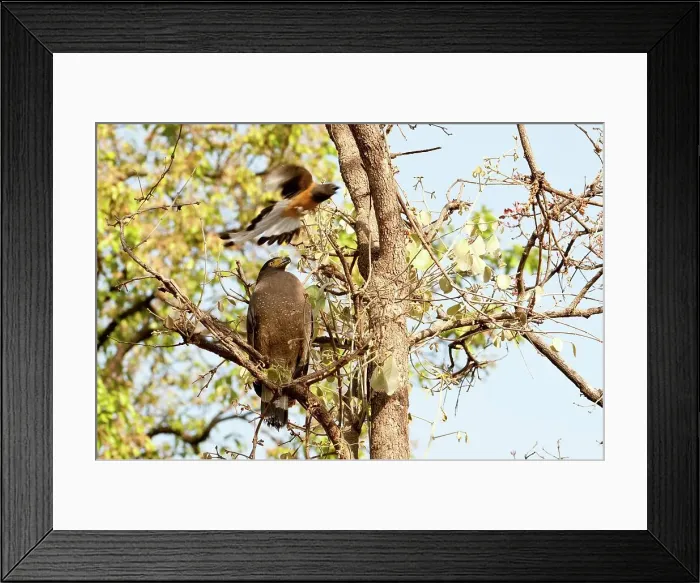 Framed Print : Crested Serpent Eagle (Spilornis cheela) being mobbed by Rufous Treepie (Dendrocitta vagabunda) Framed Print : Crested Serpent Eagle (Spilornis cheela) being mobbed by Rufous Treepie (Dendrocitta vagabunda)