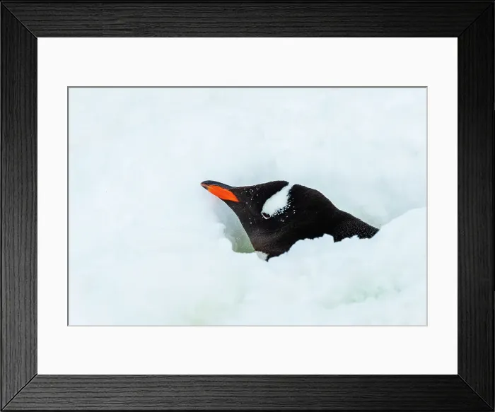 Framed Print : Antarctica Climate Change Gentoo Penguin Global Warming Framed Print : Antarctica Climate Change Gentoo Penguin Global Warming