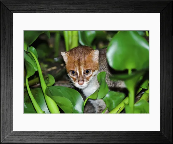 Framed Print : Flat-Headed cat (Felis planiceps) hunting frogs in the river margins at night Framed Print : Flat-Headed cat (Felis planiceps) hunting frogs in the river margins at night