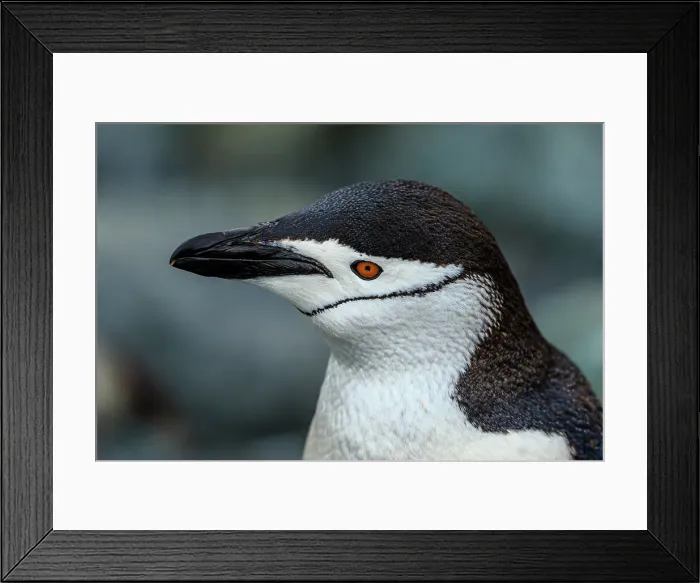 Framed Print : Aitcho Island Aitcho Islands Antarctica Barrientos Island Framed Print : Aitcho Island Aitcho Islands Antarctica Barrientos Island