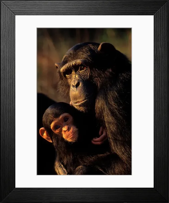 Framed Print : Chimpanzee. Mother and Baby. N.Zambia