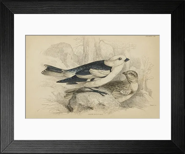 Framed Print : 1835 Antique Art Biology Bird Birds Classification Framed Print : 1835 Antique Art Biology Bird Birds Classification