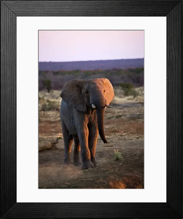 Framed Print : African Elephant (Loxodonta africana) Framed Print : African Elephant (Loxodonta africana)