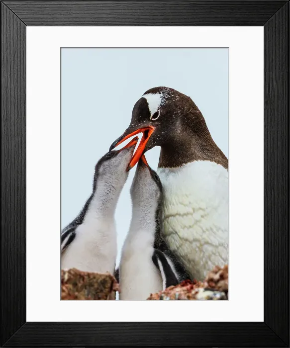 Framed Print : Adventure Adventure Travel Antarctica British Base A Framed Print : Adventure Adventure Travel Antarctica British Base A