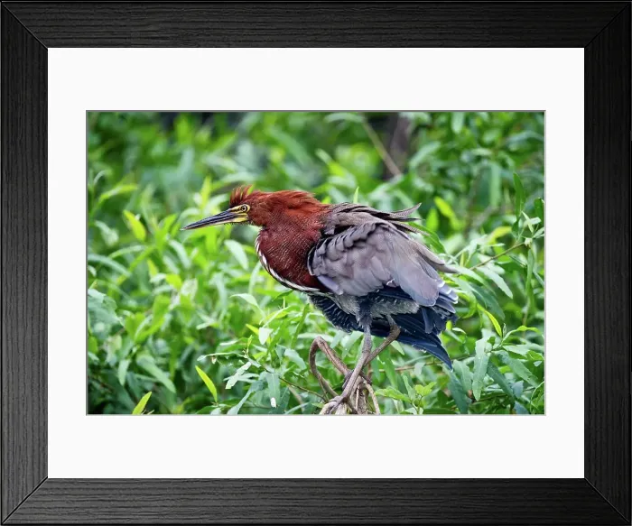Framed Print : Adult Rufescent Tiger heron (Tigrisoma lineatum) Framed Print : Adult Rufescent Tiger heron (Tigrisoma lineatum)