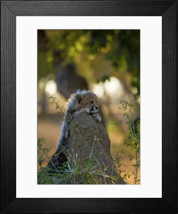 Framed Print : Cheetah (Acinonyx jubatus)). Hoedspruit Conservation Centre Framed Print : Cheetah (Acinonyx jubatus)). Hoedspruit Conservation Centre