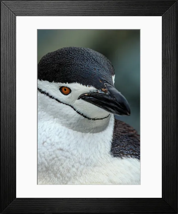 Framed Print : Aitcho Island Aitcho Islands Antarctica Barrientos Island Framed Print : Aitcho Island Aitcho Islands Antarctica Barrientos Island