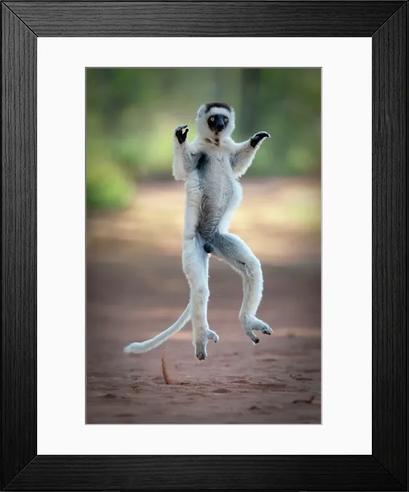Framed Print : Verreaux's sifaka (Propithecus verreauxi) skipping across open space in spiny forest Framed Print : Verreaux's sifaka (Propithecus verreauxi) skipping across open space in spiny forest