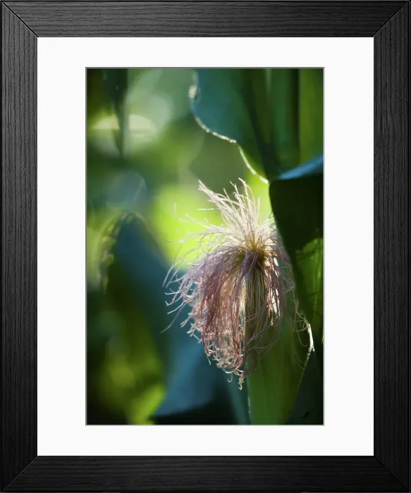 Framed Print : Detail of Maize plant. Karkloof Framed Print : Detail of Maize plant. Karkloof