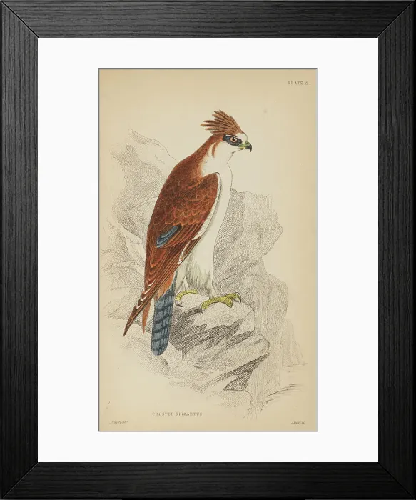 Framed Print : 1835 Antique Art Biology Bird Birds Classification Framed Print : 1835 Antique Art Biology Bird Birds Classification