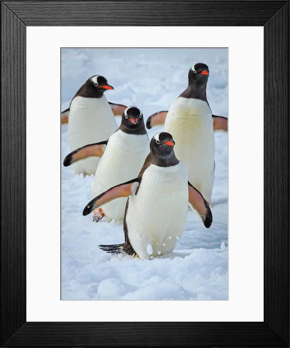 Framed Print : Gentoo Penguins (Pygoscelis papua) waling on pack ice in Lemaire Channel, Antarctica Framed Print : Gentoo Penguins (Pygoscelis papua) waling on pack ice in Lemaire Channel, Antarctica