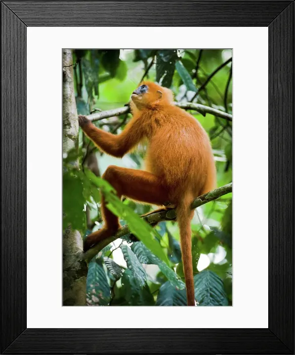 Framed Print : Low angle view of Red Leaf Monkey (Presbytis rubicunda) on a tree