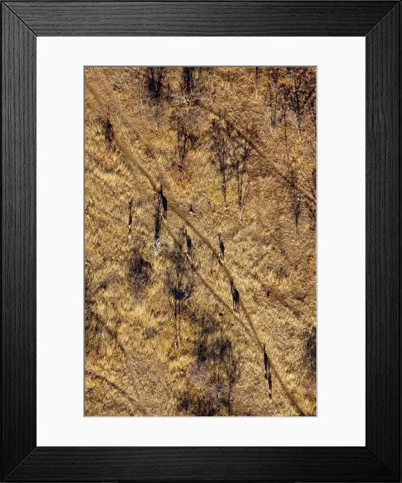 Framed Print : aerial view of Impala (Aepyceros melampus) Framed Print : aerial view of Impala (Aepyceros melampus)