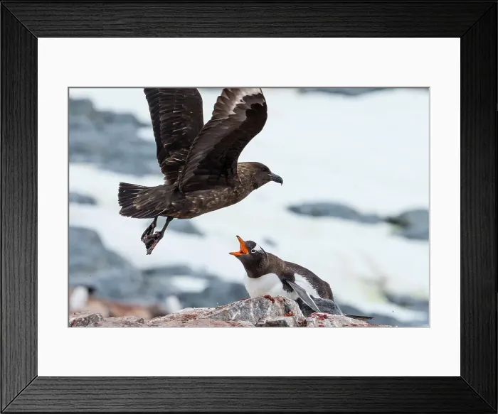 Framed Print : Adventure Adventure Travel Antarctica British Base A