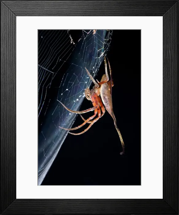 Framed Print : Elephant Spider (Possibly poltys) waiting in ambush in its web at night Framed Print : Elephant Spider (Possibly poltys) waiting in ambush in its web at night