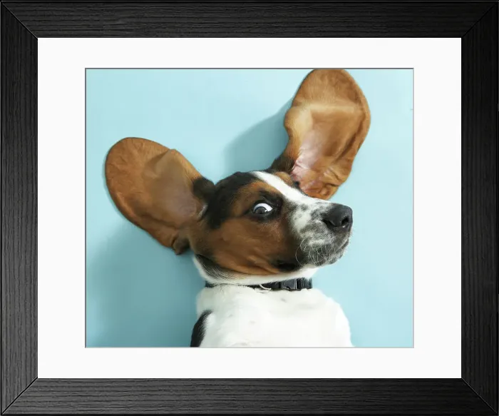 Framed Print : Basset Hound looking surprised, studio shot Framed Print : Basset Hound looking surprised, studio shot